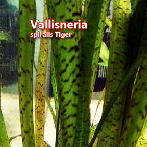 Vallisneria spiralis Tiger